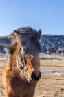 Iceland, Icelandic horse Art Print